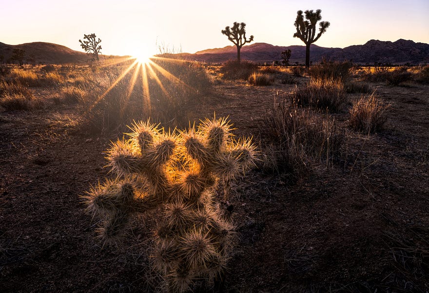 Joshua Tree